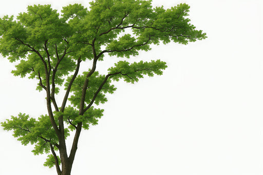 Papier peint représentant un arbre aux feuilles vertes éclatantes sur fond blanc, évoquant une ambiance fraîche et naturelle.