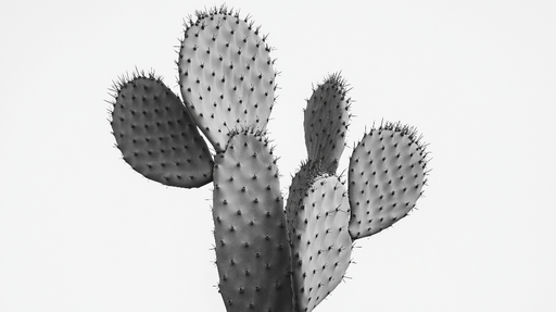 Papier peint cactus Cactus Élegant en Noir et Blanc