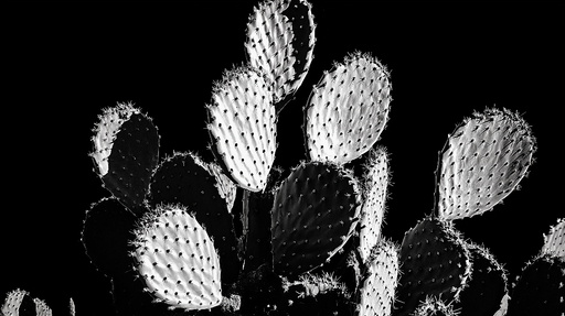 Papier peint cactus Design moderne en noir et blanc