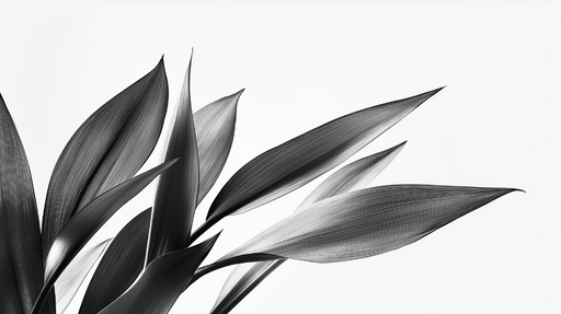 Papier peint feuillage noir et blanc Mangave en monochrome