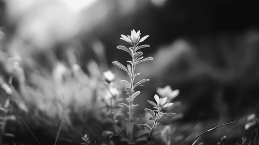Papier peint feuillage noir et blanc Nature en monochrome