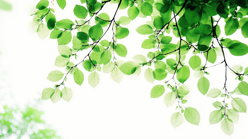Papier peint feuillage vert Feuilles vertes vues du bas