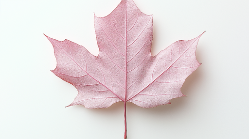 Papier peint feuille rose Belle feuille délicate sur fond blanc