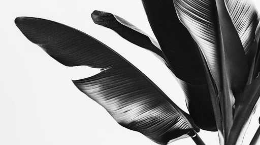 Papier peint feuilles noires Feuilles élégantes sur fond blanc