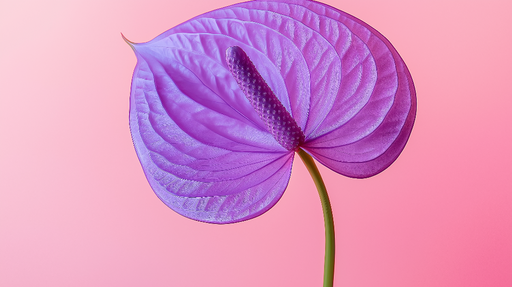 Papier peint fleur violette Feuille de fleur violette avec fond rose doux