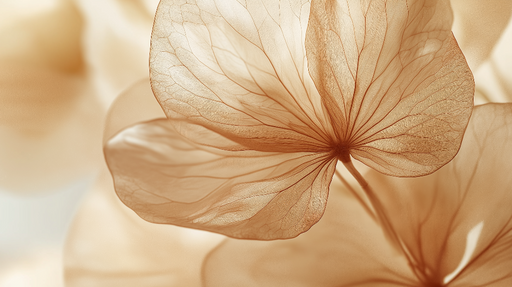 Papier peint fleurs délicates Pétales translucides aux nuances douces