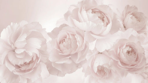Papier peint floral aux nuances douces de rose pâle, présentant de grandes pivoine délicates, évoquant une atmosphère romantique et apaisante.