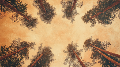 Papier peint forêt vue du sol Inspirant panorama des arbres majestueux