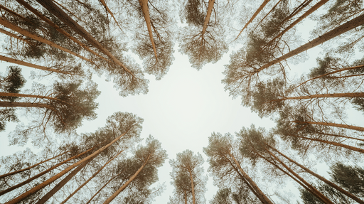 Papier peint forêt Vue spectaculaire d'une forêt avec des arbres majestueux