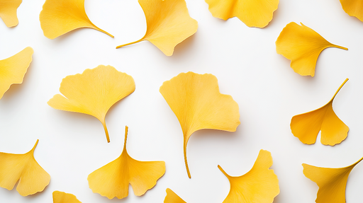Papier peint ginkgo Feuilles de ginkgo jaunes sur fond blanc