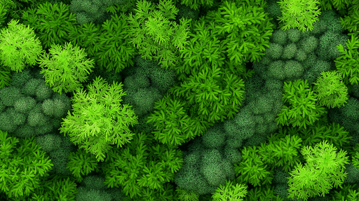 Papier peint mur végétal Motifs de fougères luxuriantes et textures variées