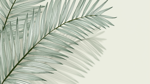 Papier peint palmier Feuilles de palmier aux lignes délicates sur fond blanc