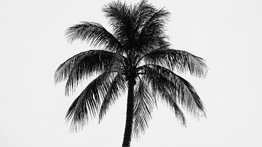 Papier peint palmier Silhouette élégante sur fond blanc