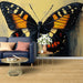 Papier peint artistique avec illustration de papillon coloré sur fond texturé pour salon moderne